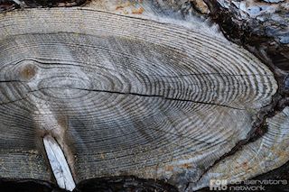 Tree rings and dendrochronology