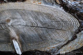 Baumringe und Dendrochronologie